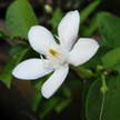 Flower 123 Flower 123