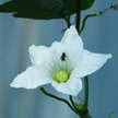 Flower 127