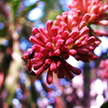 Flower 129