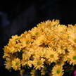 Flower 158
