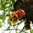 flower 220