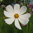 Flower 234