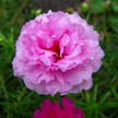 Flower 242