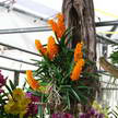 Flower 243
