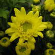 Flower 255