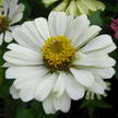 Flower 300