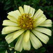 Flower 306