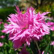 Flower 363