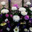 Flower 379