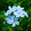 Flower 479 Flower 479