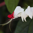 Flower 58