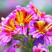 Flower 657