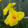 Flower 75