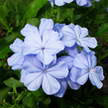 Flower 76