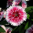Flower 77