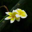 Flower 80 Flower 80