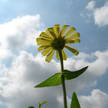 Flower Photo 307