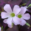 Flower 374
