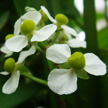 Flower 427