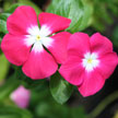 Flower 492