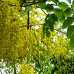 Golden shower Tree 87