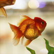 Goldfish #1 622