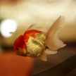 Goldfish #2 623