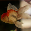 Goldfish #3 624