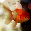 Goldfish #4 625