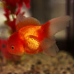 Goldfish # 626