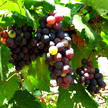 Grape 173