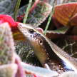 Grass Lizard 313