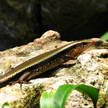 Grass Lizard 341 Grass Lizard 341