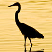 Great Blue Heron 560 Great Blue Heron 560