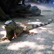 Green Iguana 53