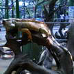 Green Iguana 54