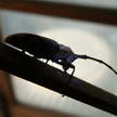 Insect 325