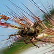 Insect 333