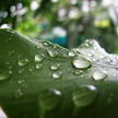 Leaf 199 Leaf 199
