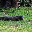 Monitor Lizard 52