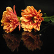 Orange gerbera daisy 530 Orange gerbera daisy 530