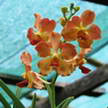 orchid 230