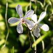 Orchid 232