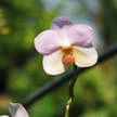 Orchid 233