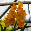 Orchid 246