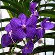 Orchid 247