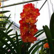 Orchid 248 Orchid 248