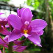 Yellow Orchid 311