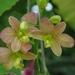 orchid 471 orchid 471