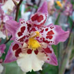 Orchid 544 Orchid 544